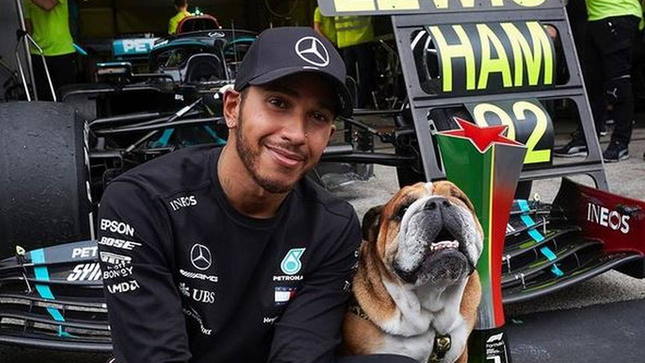 Hund im Spot: Bleibt Hamilton?