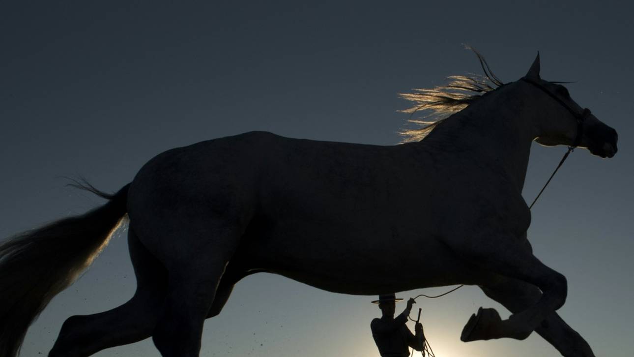 Entscheidung über deutsche Pferde am Wochenende