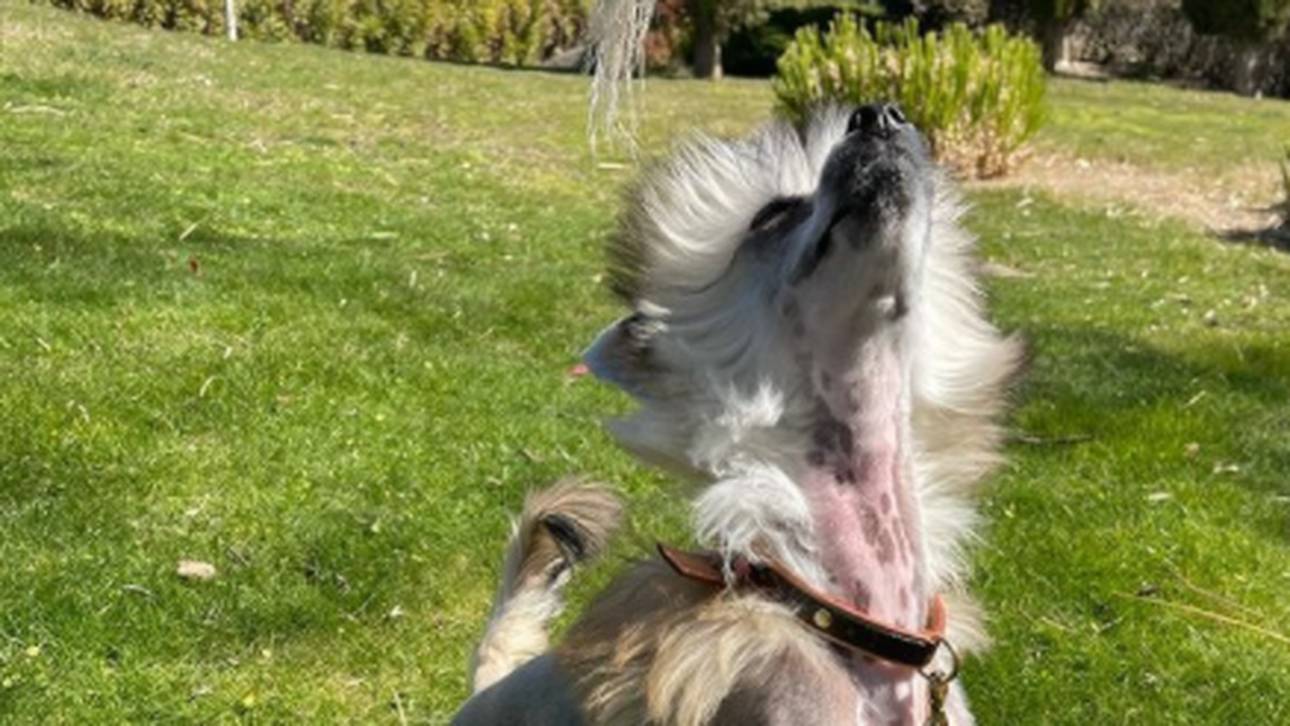 Das ist der Hund von CR7