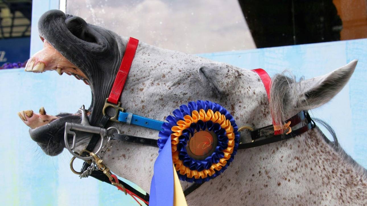 Herpes-Angst: Reit-Tour abgebrochen