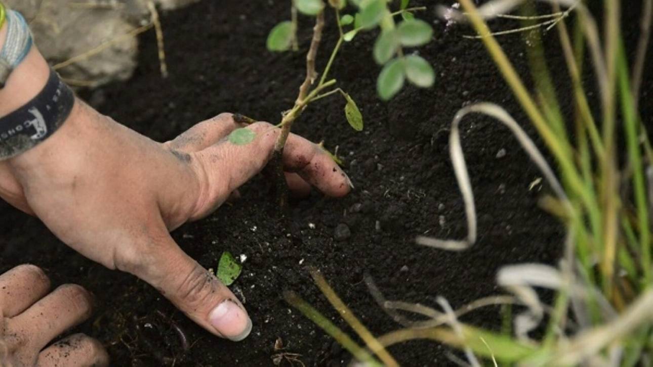 Nationalmannschafts-Stiftung lässt Wald pflanzen