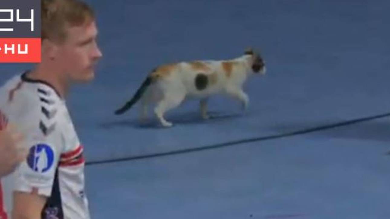 Handball-Katze wieder auf Spielfeld