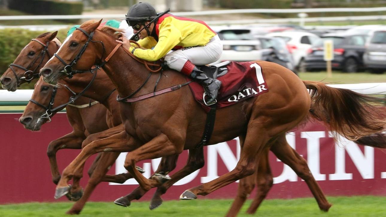 Star-Galopper wird Deckhengst