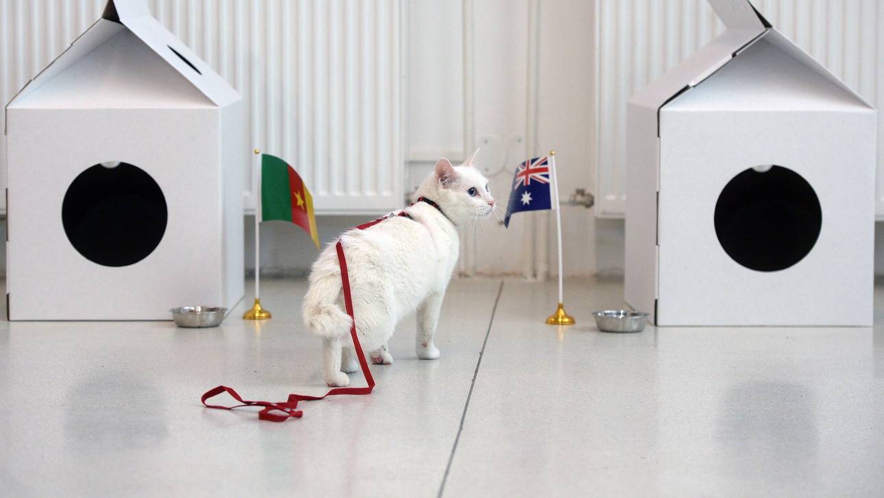 Taube Katze beerbt Krake Paul