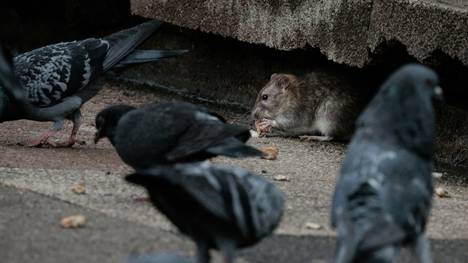 Raten prägen oft das Pariser Stadtbild