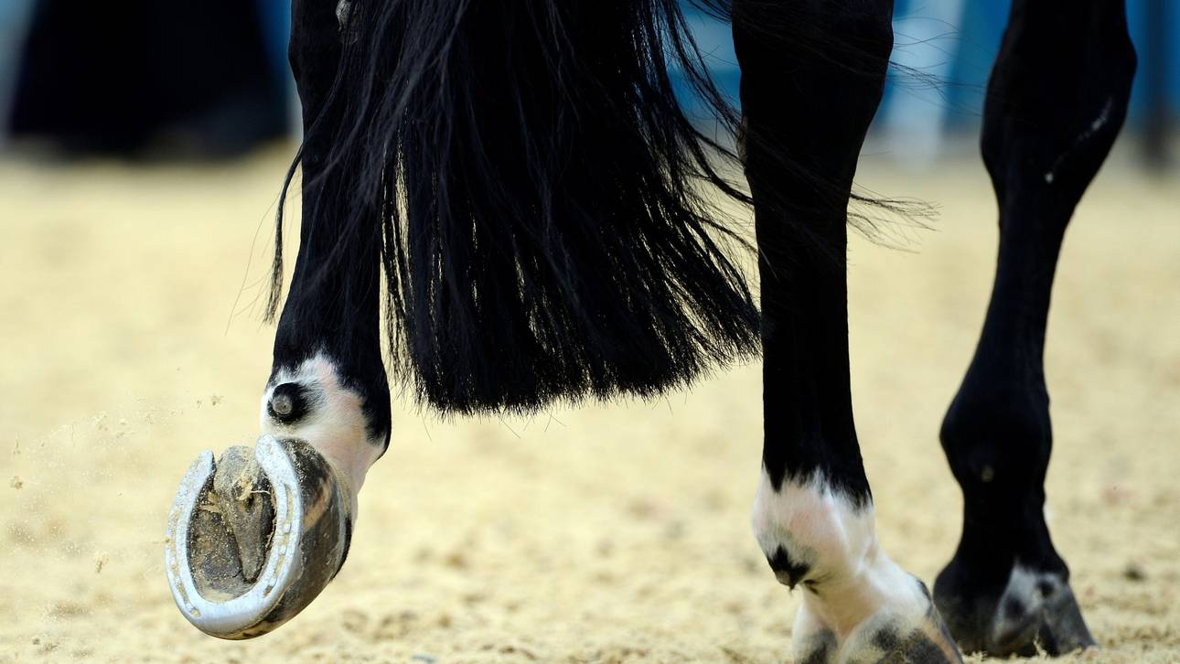 Neues zur Herpes-Impfpflicht im Reitsport