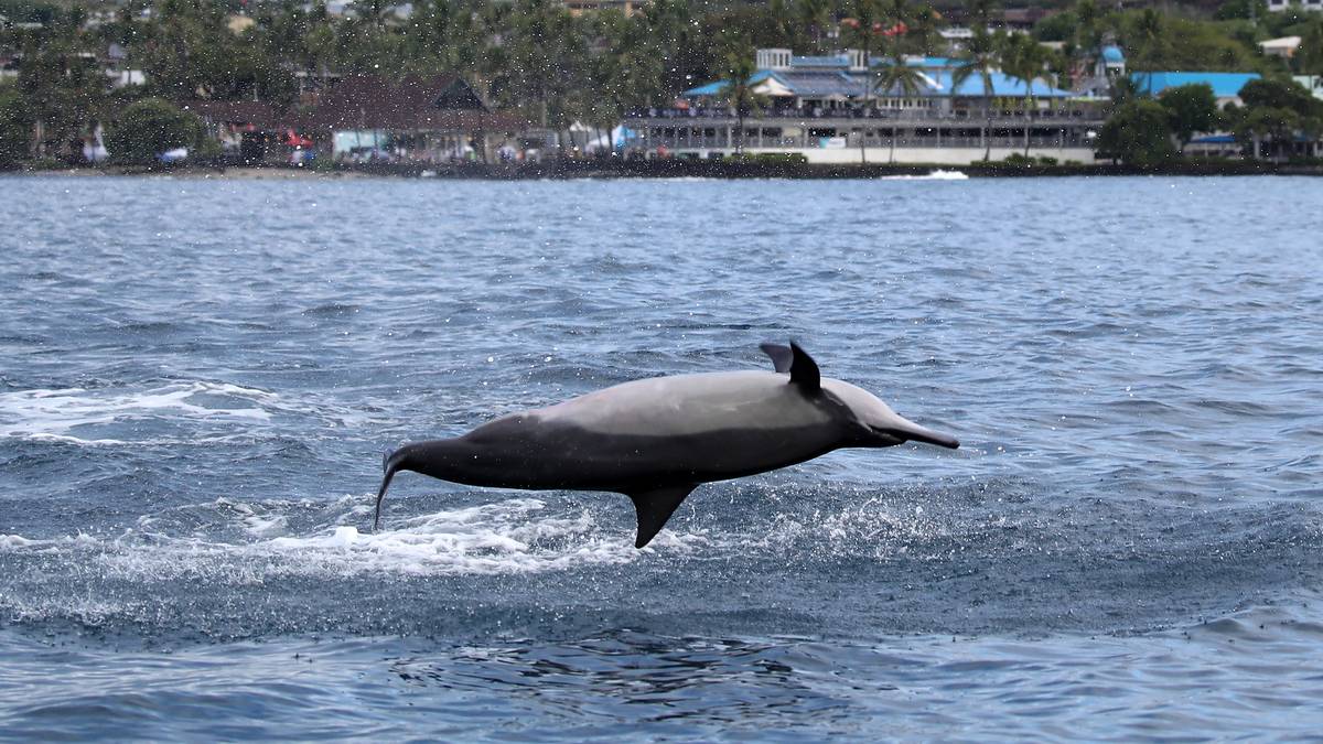 Nur mit diesem Kollegen hier kann selbst Charles nicht mithalten