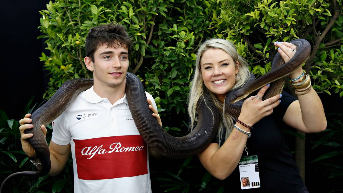 Exotisch geht es bei Team Sauber zu. So richtig glücklich sieht Rookie Charles Leclerc aber nicht aus, als er die Würgeschlange um den Hals gelegt bekommt 