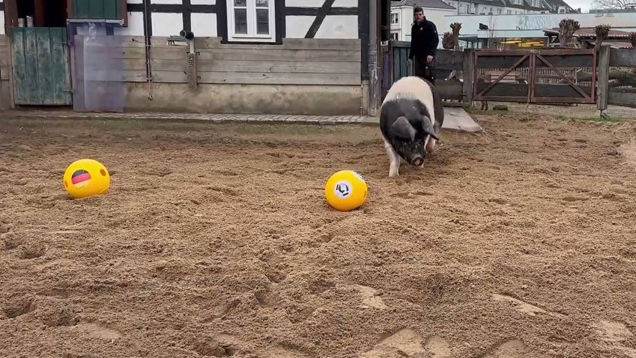 Gewinnt Deutschland gegen Ungarn? Dieses EM-Orakel sagt Ergebnis voraus