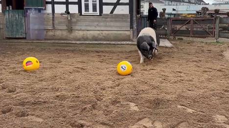 Die Handball-EM in Deutschland hat ihr eigenes Orakel. Ein Eber aus dem Kölner Zoo sagt die Ergebnisse des DHB-Teams voraus.