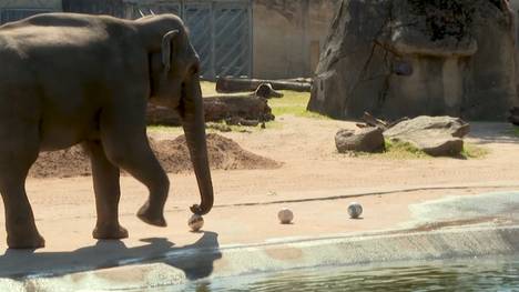 Der Elefant "Tarak" aus dem Kölner Zoo ist zum Fußball-Orakel geworden und hat bereits das Spiel gegen Curaçao richtig getippt. Nun hat er auch einen Sieg gegen die Elfenbeinküste vorhergesagt.
