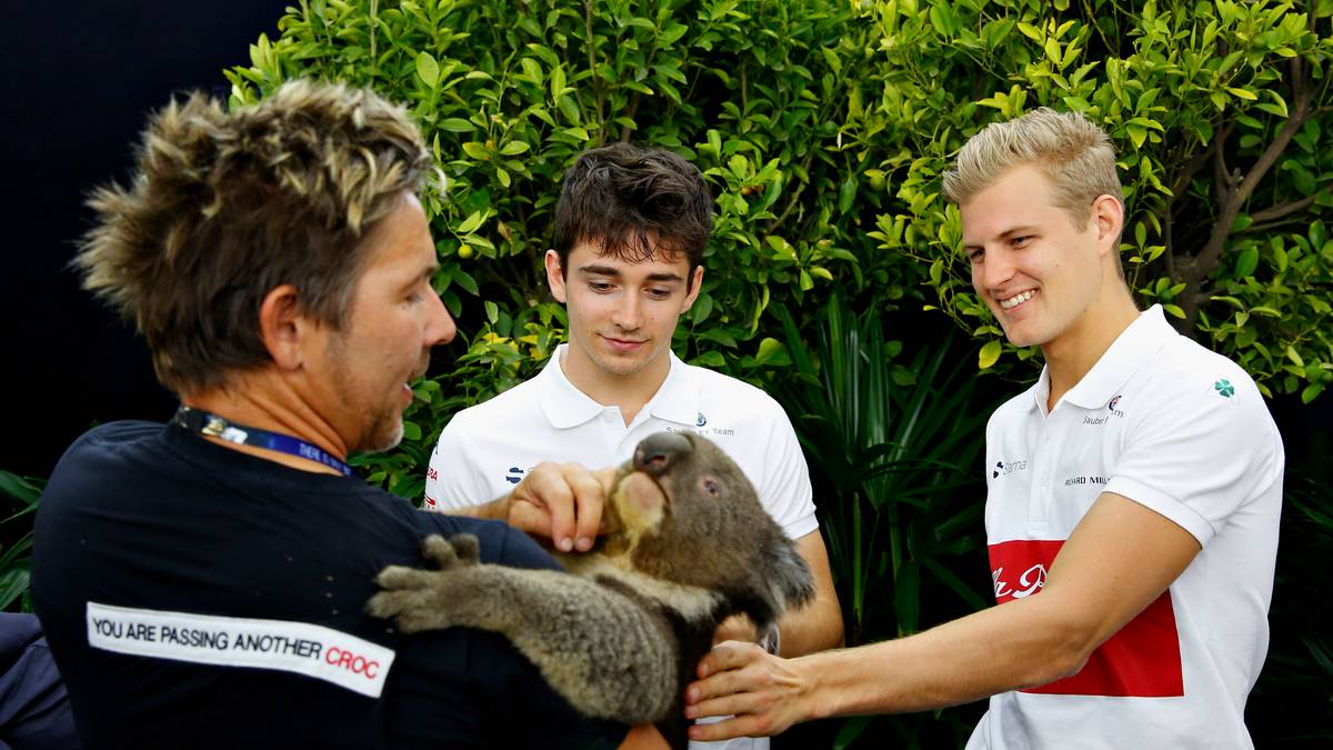 Die Gesichtszüge bei Marcus Ericsson (r.) und Charles Leclerc hellen jedoch auf, als die Schlange durch einen Koala ausgetauscht wird