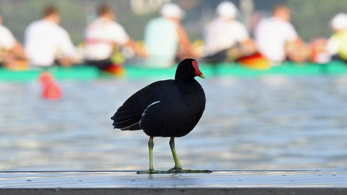Auf der Ruderstrecke trainiert der Deutschlandachter - und hat unterm Zuckerhut einen neuen, gefiederten Fan