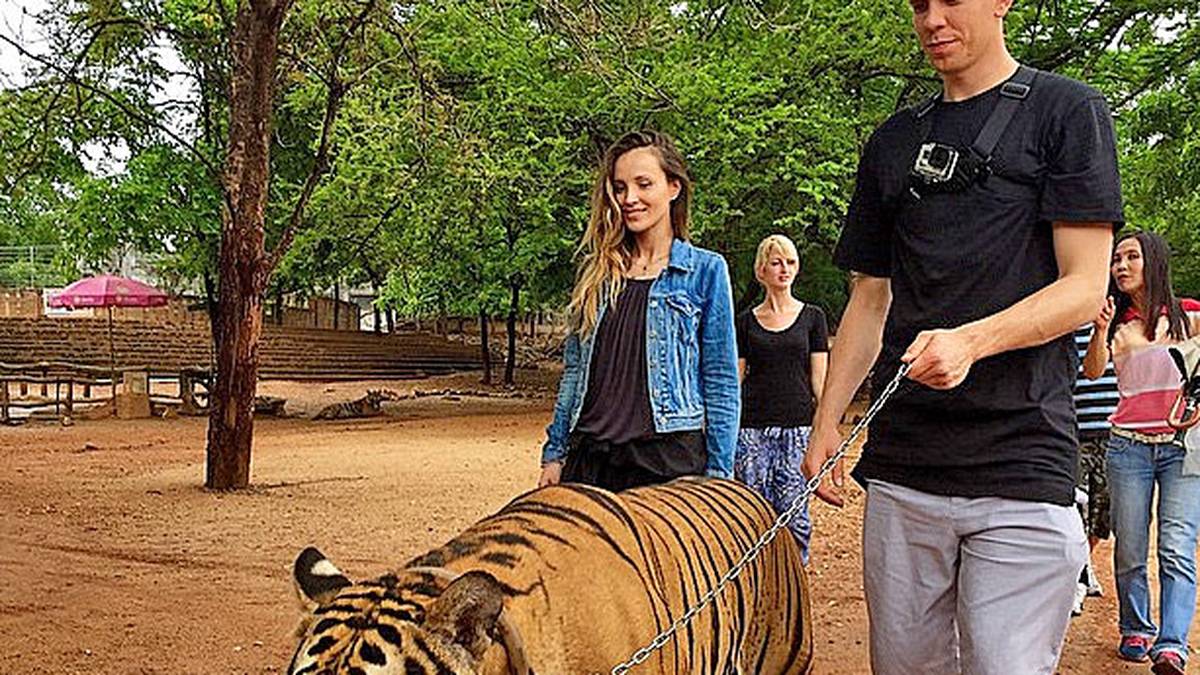 Hat Arsenal-Keeper Wojciech Szczesny ein neues Haustier? Sein Post "Führe mein neues Baby aus" lässt darauf schließen. Er wäre nicht der erste Promi, der sich einen Tiger gönnt. Auch Boxstar Mike Tyson hat so eine Riesenkatze bei sich zu Hause