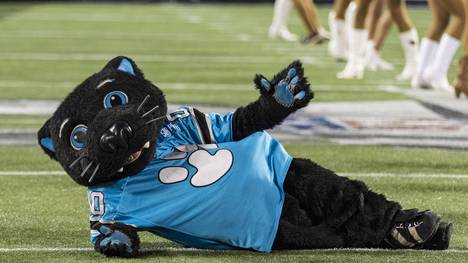 Sir Purr sorgt als Maskottchen der Carolina Panthers für gute Stimmung
