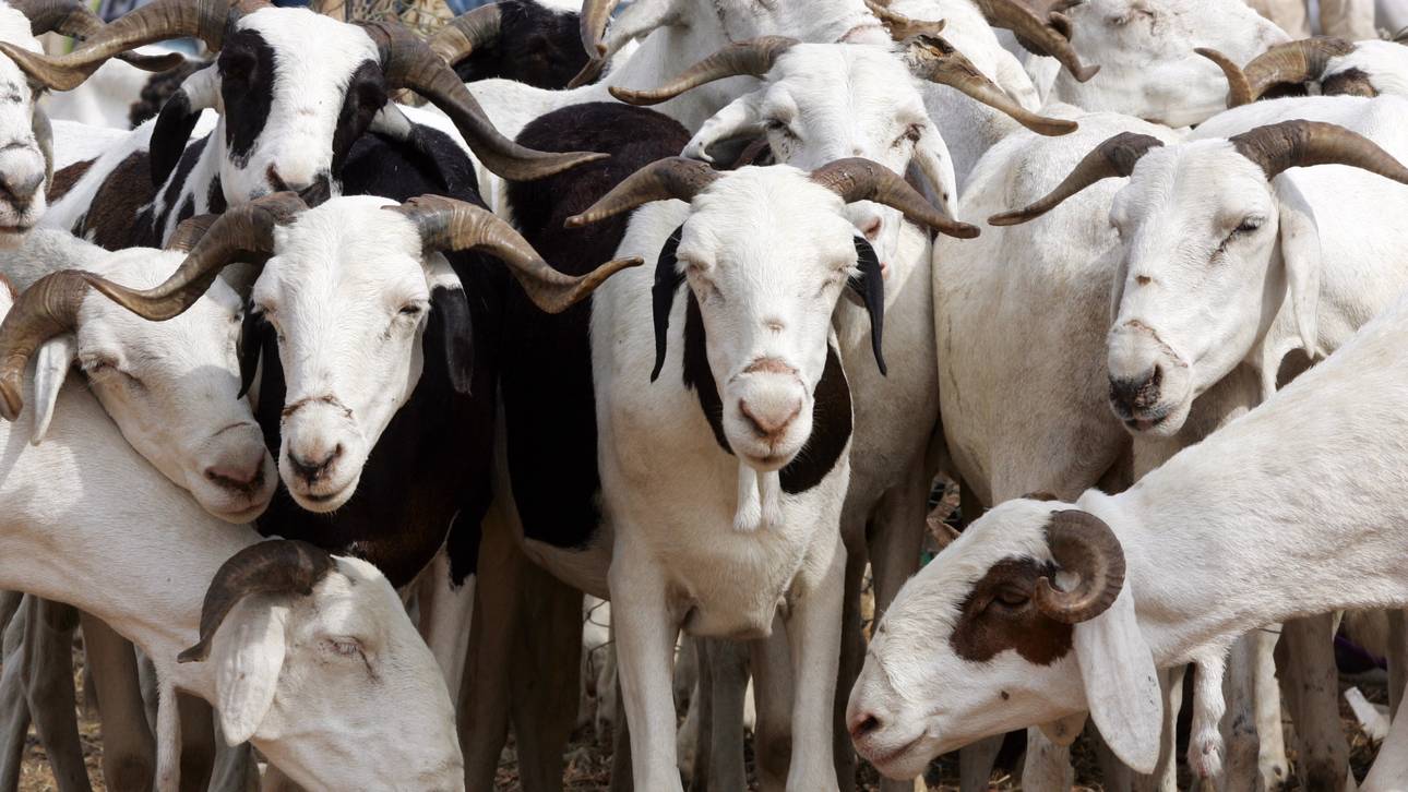 Klub verkauft Spieler für Ziegen