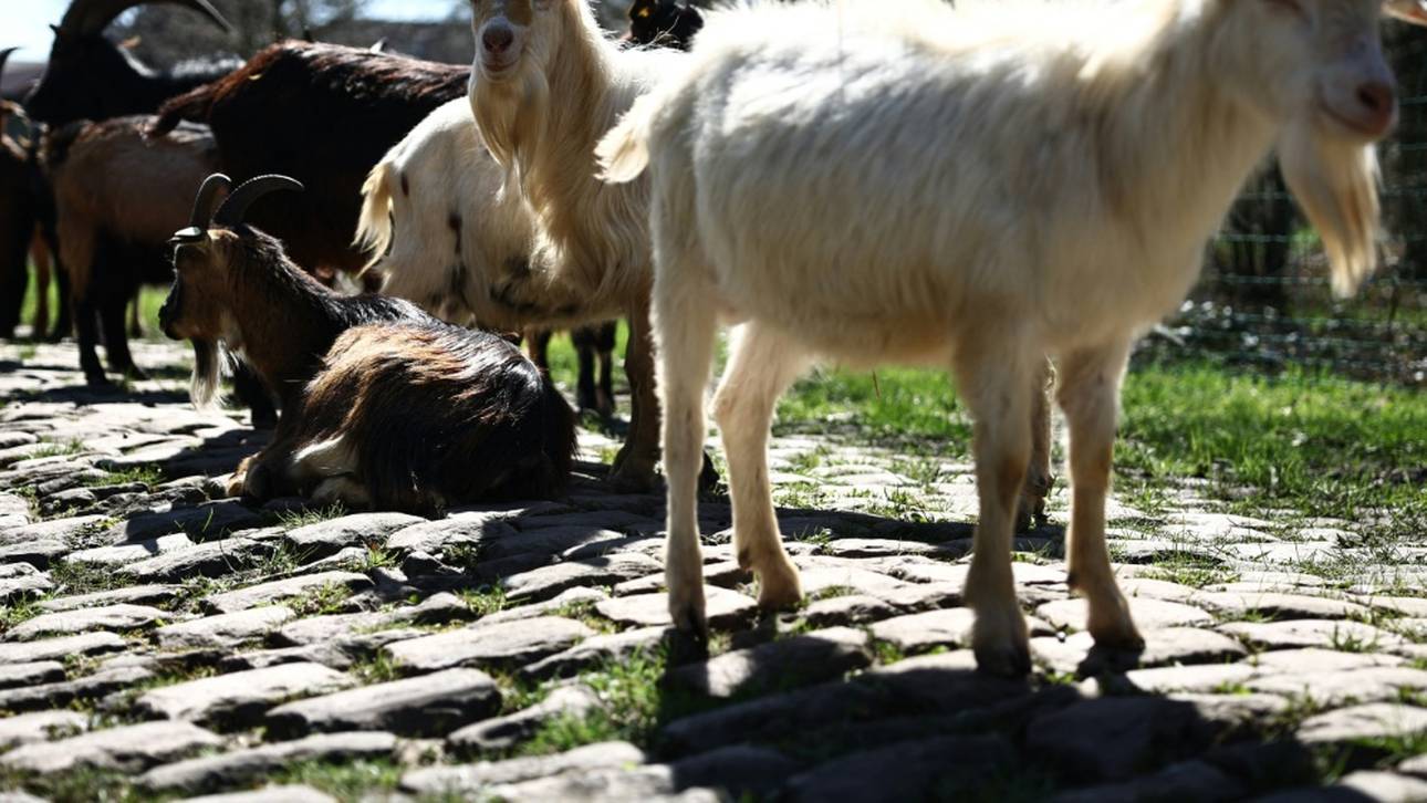 Paris-Roubaix: Ziegen als Straßenpfleger