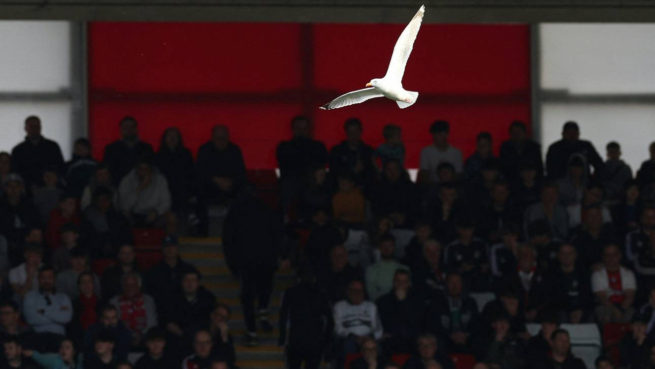 Fußballer rettet Möwe das Leben