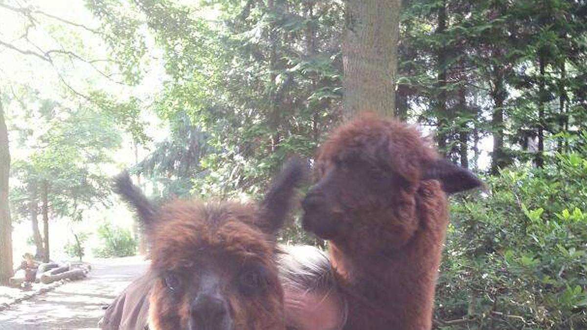 Mit 13 Treffern wurde sie drittbeste Torschützin der abgelaufenen Bundesliga-Saison. Popp ist ausgesprochen tierlieb, absolviert eine Ausbildung als Tierpflegerin. Hier kuschelt sie mit zwei Lamas.
