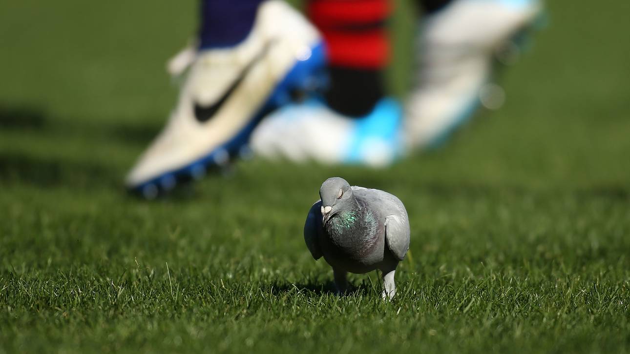 Cole & Co. beim „Taubenschießen“