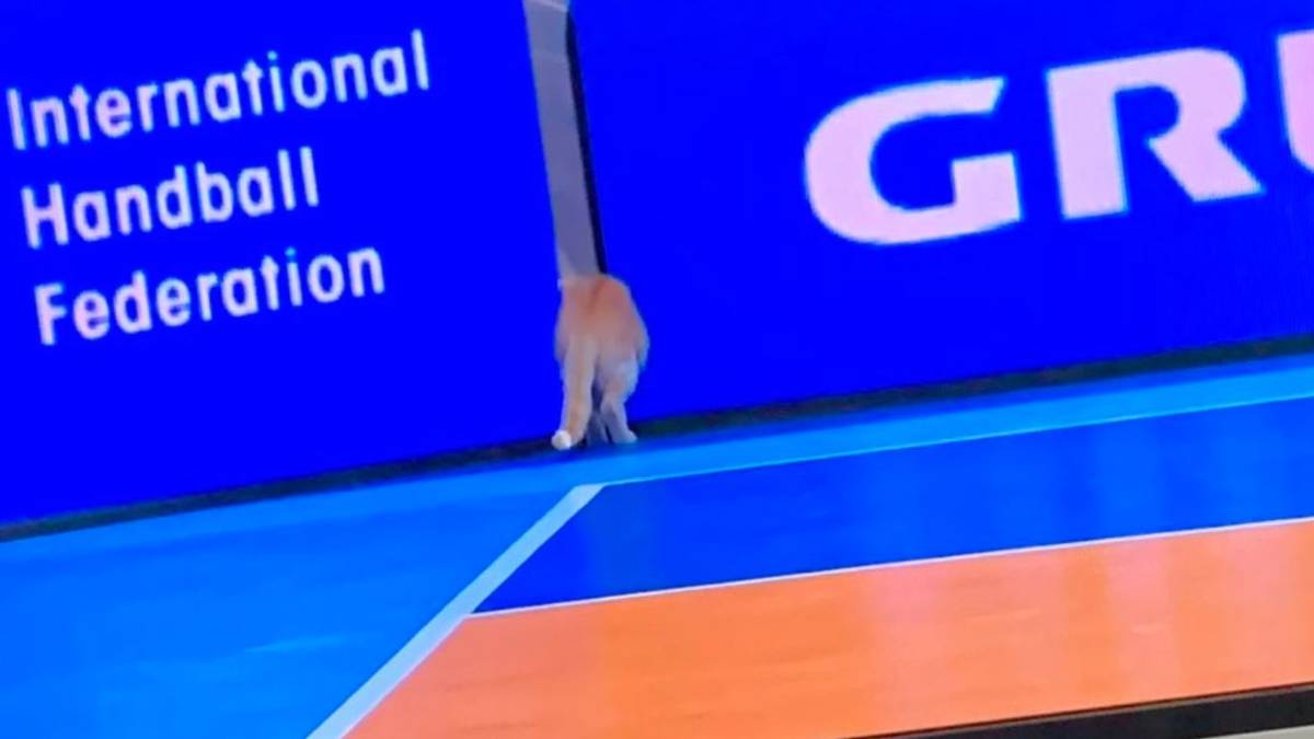 Erneut ist bei der Handball-WM in Ägypten eine Katze in den Blickpunkt geraten