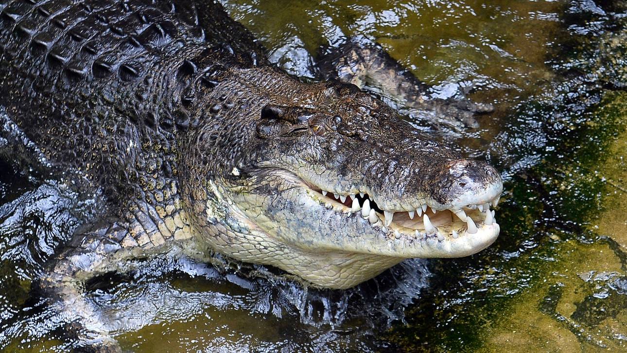 Olympia in Australien: Rudern im Krokodil-Fluss