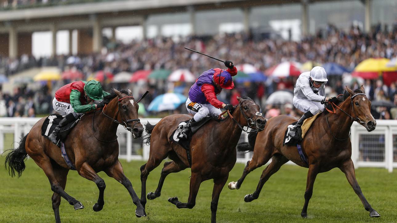 Noble Pferde-Fans – wüste Prügelei