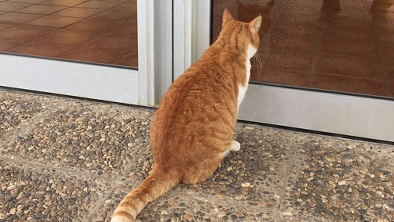 Tierischer VfB-Spion zurückgekehrt