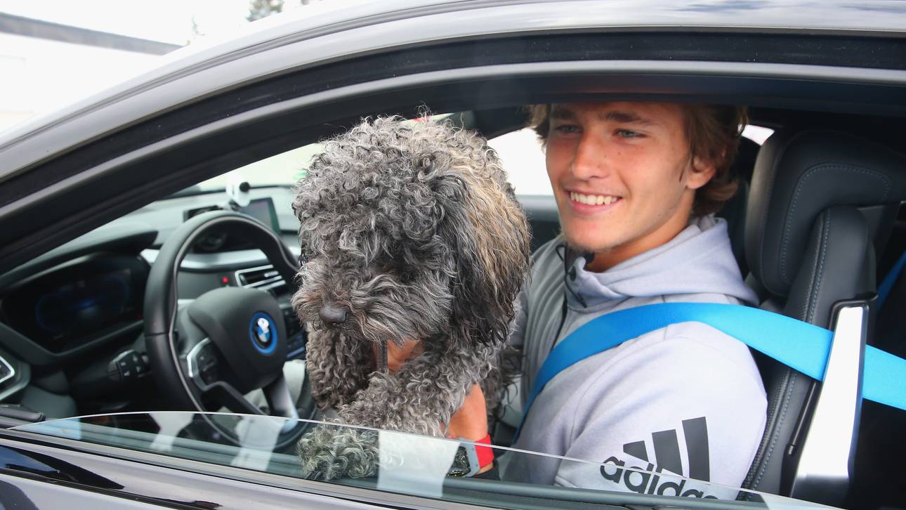 Zverev adoptiert Hundewelpen