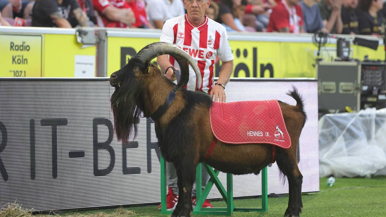 In Quarantäne: Köln-Maskottchen Hennes verpasst Derby