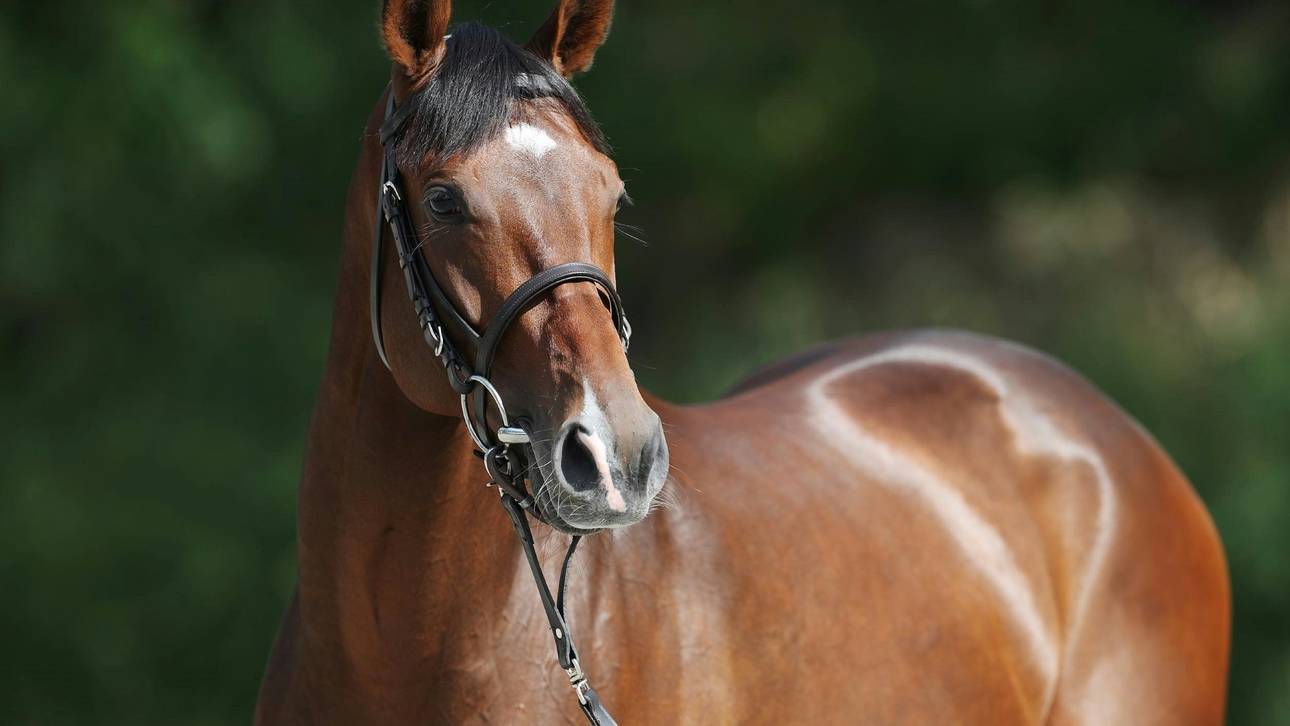 Fantastic Moon ist Galopper des Jahres