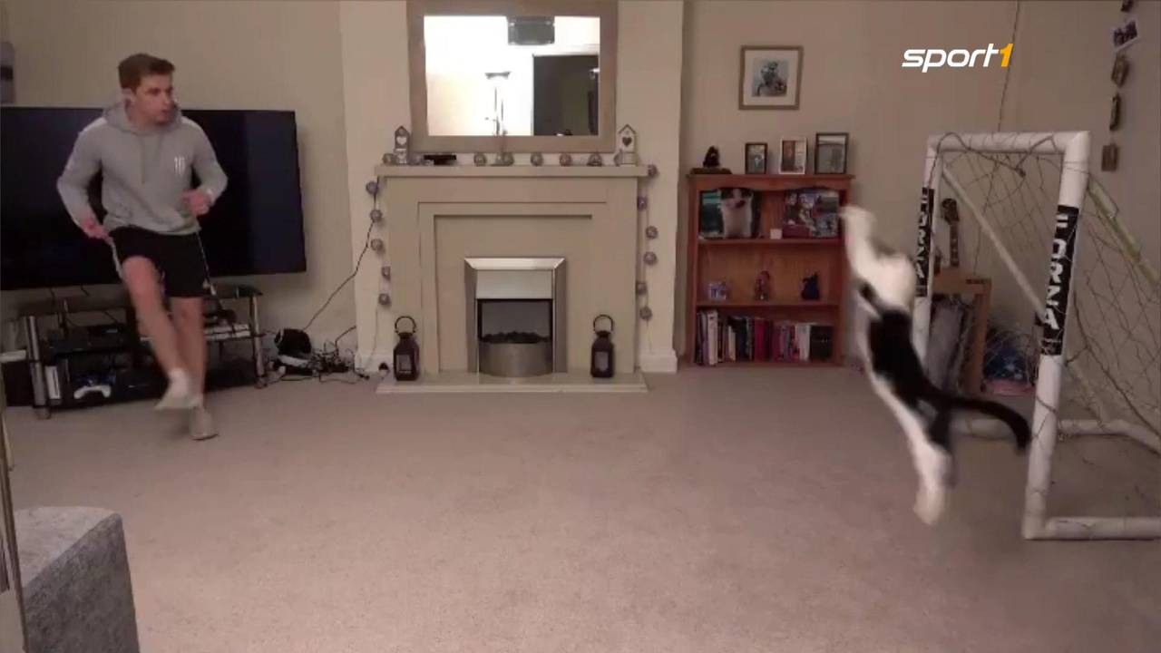 Internet-Sensation: Ist diese Katze der beste Torwart der Welt?