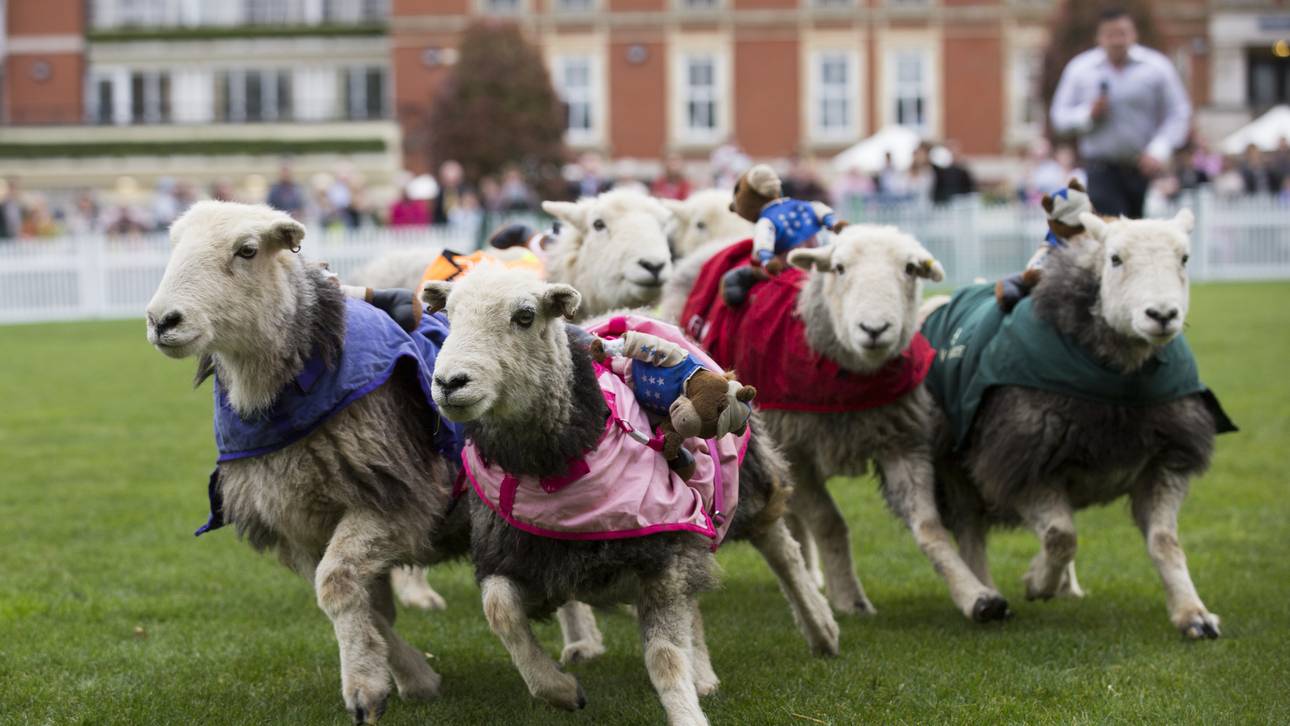 BBL-Team trainiert mit Schafherde