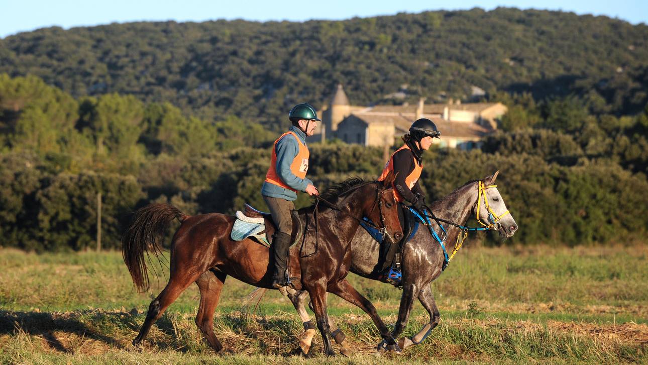 Pferd tot: Chaos bei Distanz-WM