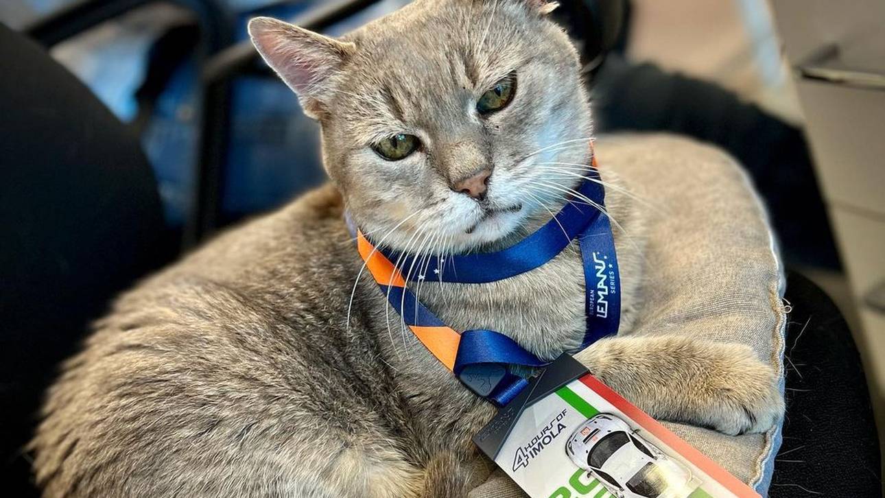 Trauer um berühmte F1-Katze