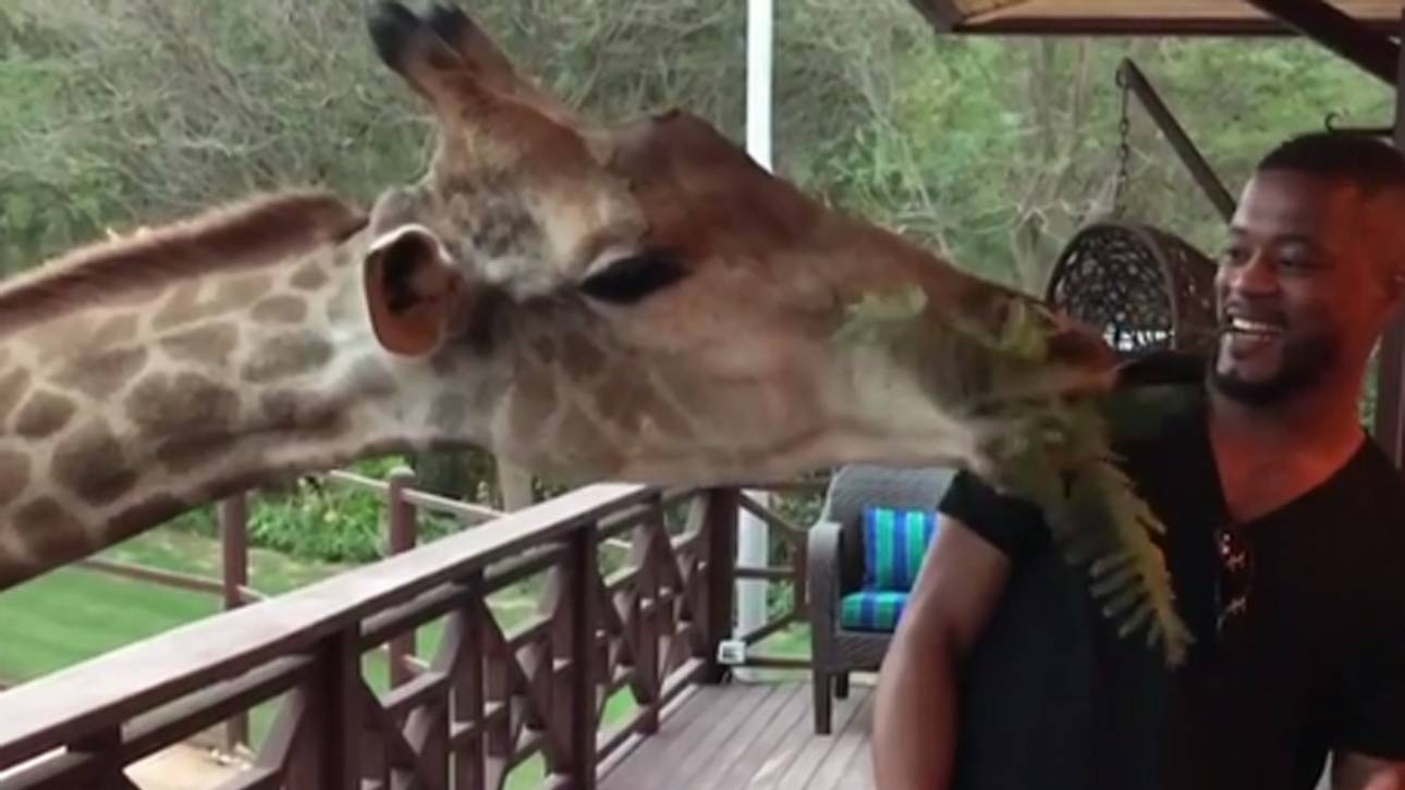 Evra vergnügt sich mit Giraffe
