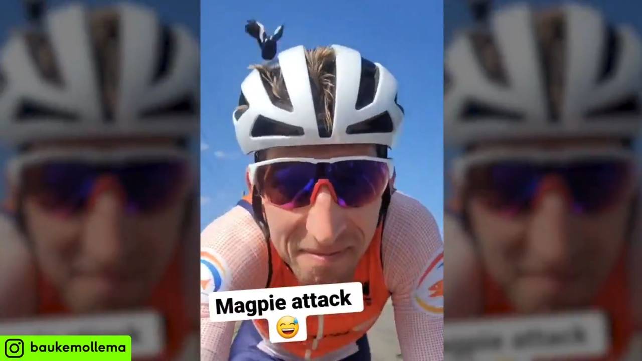 Rad-Profi Bauke Mollema wird von einer Möwe attackiert
