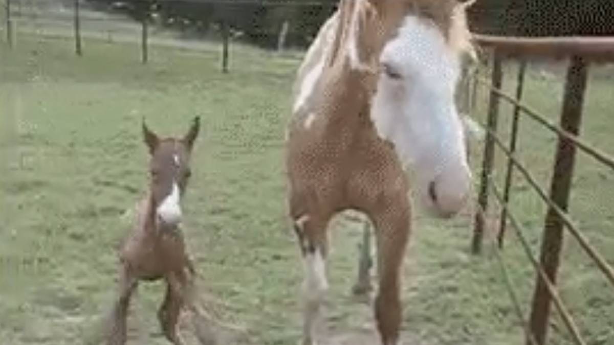 Auch Vergleiche mit der Tierwelt werden schnell gezogen - Tollpatsch Boateng sei durch den Strafraum gestakst wie ein junges Fohlen