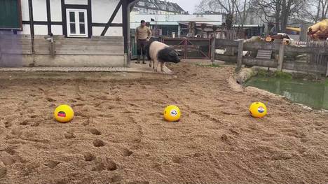 Die Handball-EM in Deutschland hat ihr eigenes Orakel. Ein Eber aus dem Kölner Zoo sagt die Ergebnisse des DHB-Teams voraus.