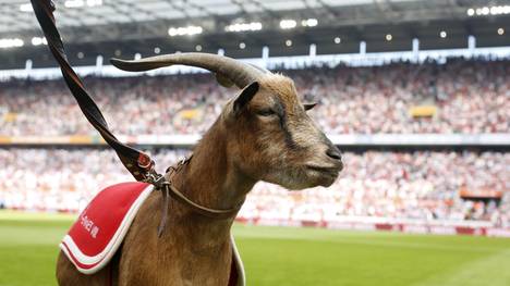 Hennes VIII. wird vom 1. FC Köln in den Ruhestand verabschiedet