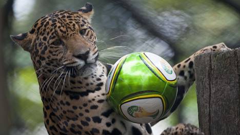 In Brasilien musste ein Jaguar während des olympischen Fackellaufs erschossen werden