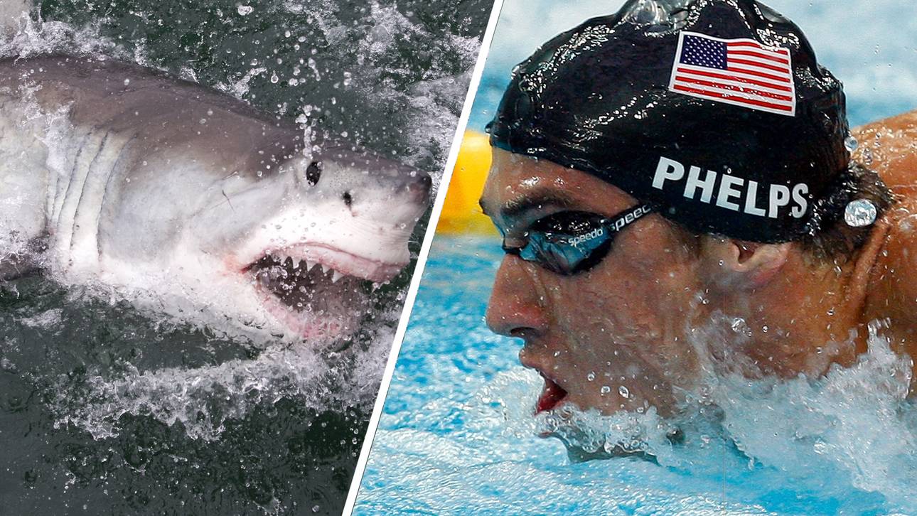 Schwimmduell: Phelps vs. weißer Hai