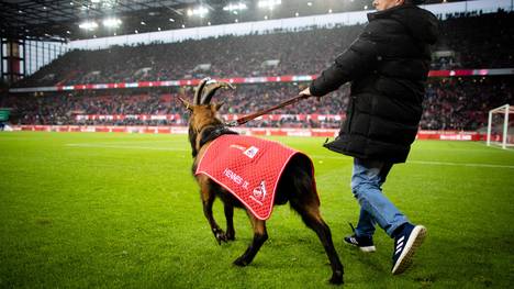 Geißbock Hennes soll nicht länger das Maskottchen des 1. FC Köln sein