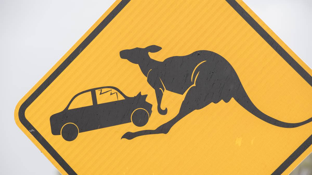 Bei der Fahrt durch Australien heißt es auch: Vorsicht vor Kängurus auf der Fahrbahn