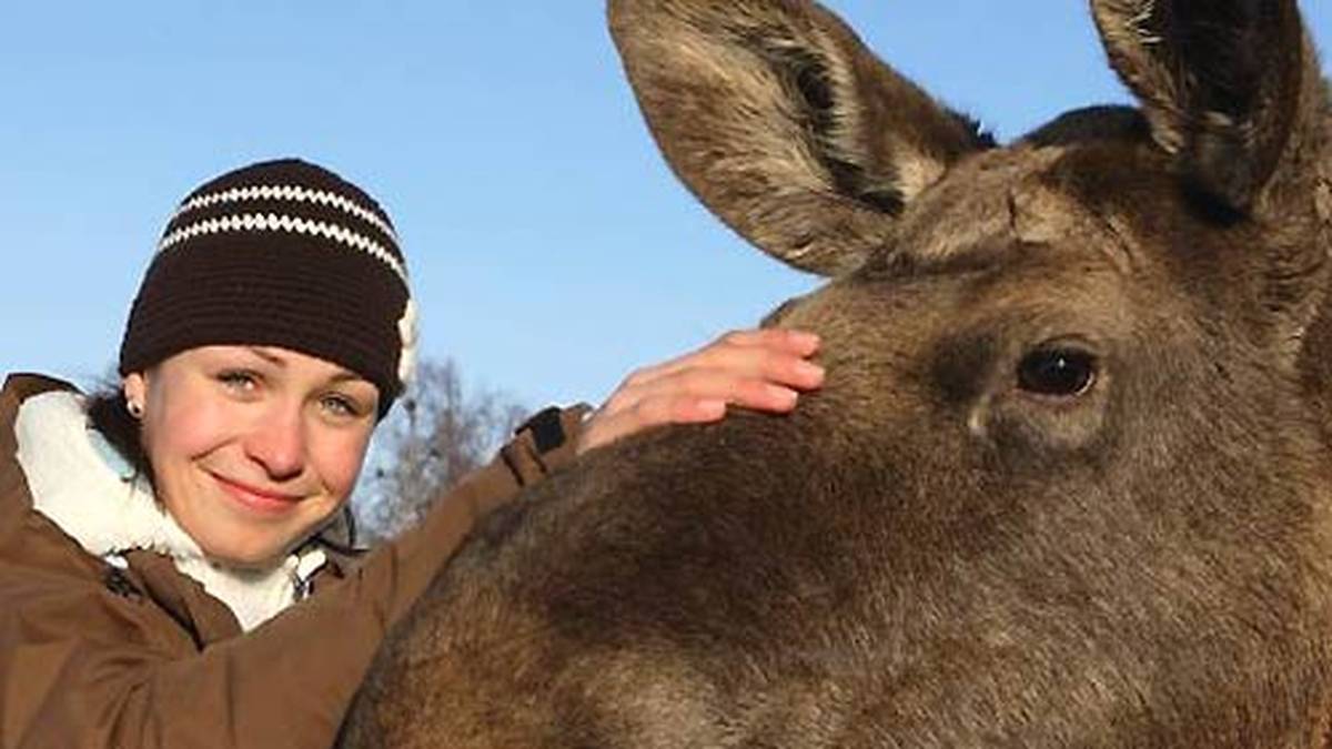 In Östersund gibt es sogar einen Elch, für den Neuner als Patin zur Verfügung stand