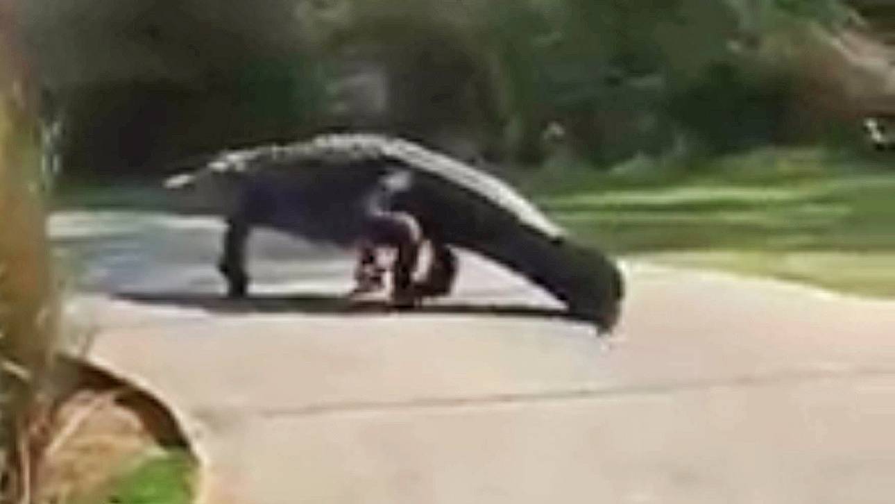 Nächster Alligator überrascht Golfer