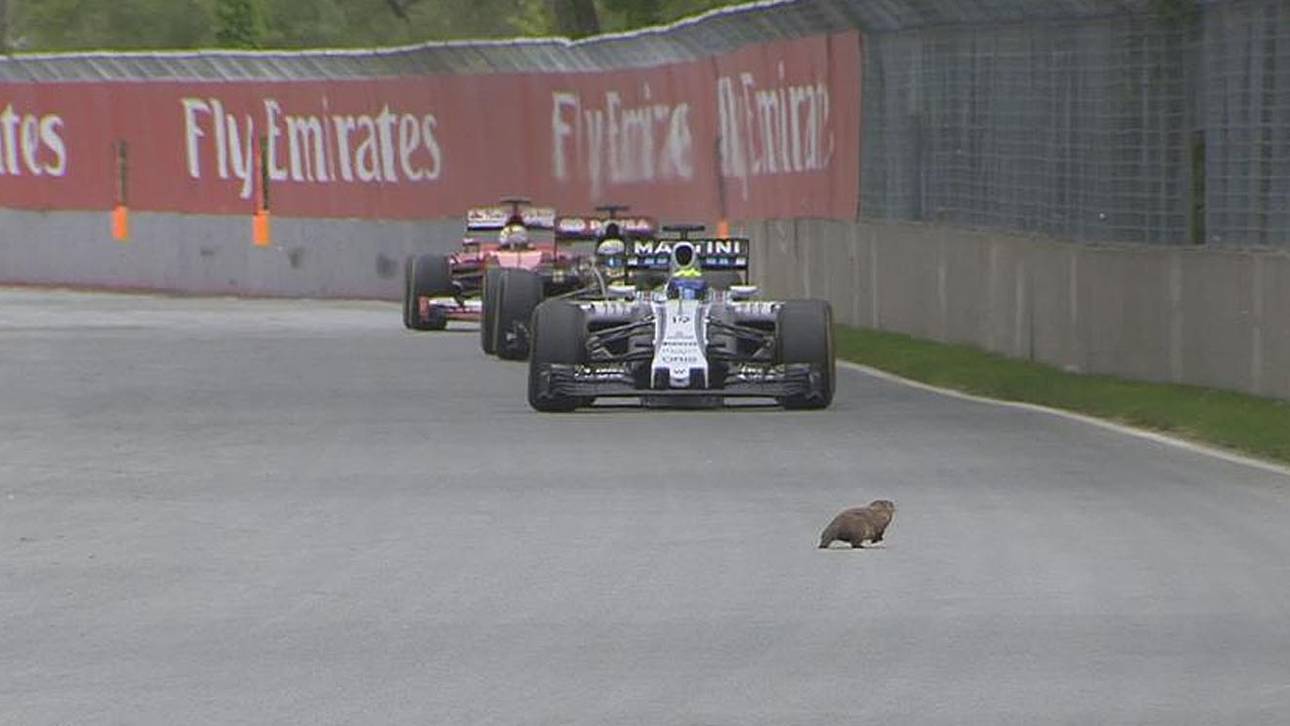 Massa entgeht Murmeltier-Unfall